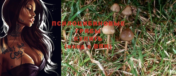 шишки Белокуриха